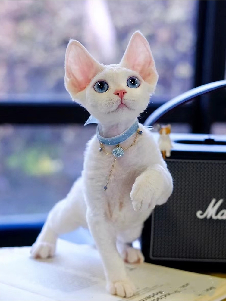 猫舍直销,批发价出售,德文卷毛猫